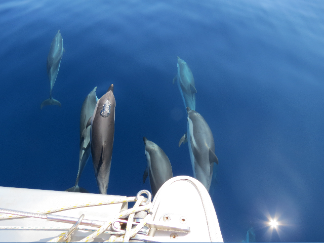 Striped Dolphins 1